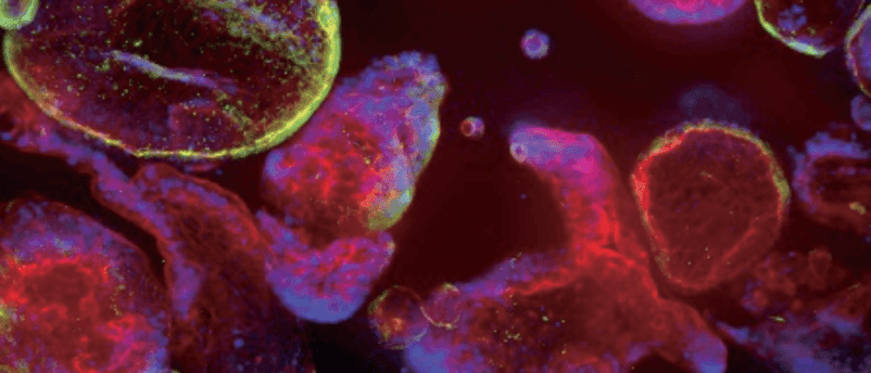 Validated cytokines for organoid culture